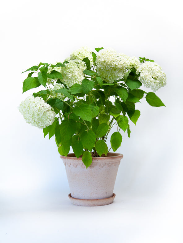 Hydrangea Annabelle